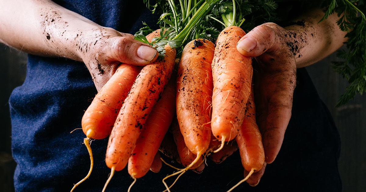 Dangers of Synthetic Beta Carotene Hands holding a bunch of freshly pulled carrots